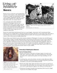 Zoology / Biology / Beaver / Flow device / Muskrat / Animal trapping / Eurasian Beaver / Beaver in the Sierra Nevada / Beavers / Fur trade / Fauna of Europe
