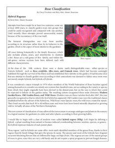 Rose Classification  Hybrid Rugosas