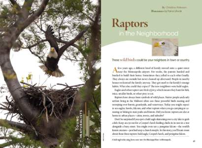 By Christine Petersen 	Illustrations by Taina Litwak Raptors  		 in the Neighborhood