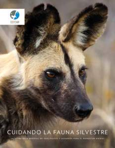 African Wild dog portrait