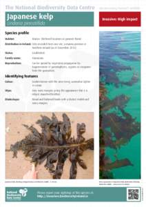 Laminariales / Seaweeds / Alaria esculenta / Alaria / Brown algae / Kelp / Undaria / Wakame / Algae / Water / Alariaceae