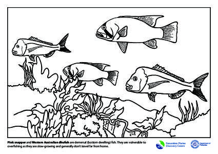 Pink snapper and Western Australian dhufish are demersal (bottom dwelling) fish. They are vulnerable to overfishing as they are slow-growing and generally don’t travel far from home. Naturaliste Marine Discovery Centre