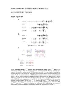 SUPPLEMENTARY INFORMATION for Rickheit et al. SUPPLEMENTARY FIGURES Suppl. Figure S1 Fig. S1 Generation of ClC-5Y672E knock-in mice and ‘negatively tagged’ ClC-5Y672E* mice. A and B, Targeting strategies. Top, the ta