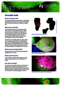 Fact sheet Avocado scab What is Avocado scab? Cesar Calderon, USDA APHIS PPQ, Bugwood.org  Avocado scab (Sphaceloma perseae) is a widespread