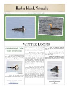 Ornithology / Bird / Gaviiformes / Red-throated Loon / Fauna of Europe / Zoology / Loon