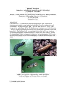 Mini Risk Assessment Grape berry moth, Lobesia botrana (Denis & Schiffermuller) [Lepidoptera: Tortricidae] Robert C. Venette, Erica E. Davis, Michelle DaCosta, Holly Heisler, & Margaret Larson Department of Entomology, U