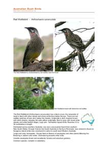 file:///C:/bushbirds-5.0/infa/anthochaera_carunculata.html