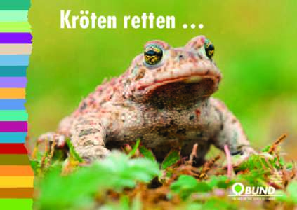 Kröten retten …  zum Beispiel die Kreuzkröte (Bufo calamita) Die streng geschützte Kröte erreicht eine maximale Größe von acht Zentimetern. Ein metallisches und lautes Rätschen der blau gefärbten Schallblase d