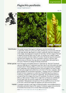 Plagiochila / Leaf / Botany / Biology / Jungermanniales