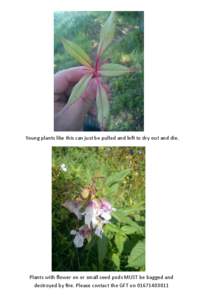 Young plants like this can just be pulled and left to dry out and die.  Plants with flower on or small seed pods MUST be bagged and destroyed by fire. Please contact the GFT on[removed]  