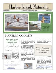 Ornithology / Marbled Godwit / Godwit / Bird nest / Black-tailed Godwit / Limosa / Shorebirds / Zoology
