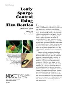 Leafy Spurge Control Using Flea Beetles