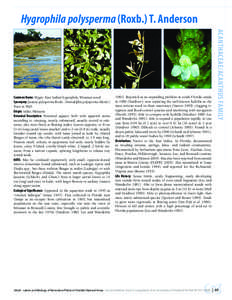 Hygrophila polysperma (Roxb.) T. Anderson[removed]Reported as an expanding problem in south Florida canals in[removed]Vandiver); now replacing the well-known hydrilla as the most serious weed in these waterways (Sutton 199