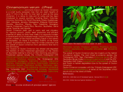 Cinnamomum verum  J.Presl Cinnamomum verum commonly known as Ceylon Cinnamon is a small bushy evergreen tree that can reach heights of up-tp 17 mtrs in the wild. Its inner bark is used as the spice Cinnamon. It is nativ