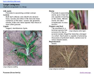 Back to identifying field weeds.  Large crabgrass Digitaria sanguinalis (L.) Scop. Life cycle