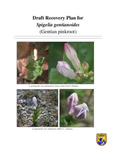 Draft Recovery Plan for Spigelia gentianoides (Gentian pinkroot)