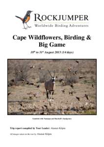 Cape Wildflowers, Birding & Big Game 18th to 31st August[removed]days) Gemsbok with Namaqua and Burchell’s Sandgrouse