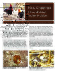 Sticky Droppings: A Feed-Related Poultry Problem MOUNT VERNON NORTHWEST WASHINGTON RESEARCH AND EXTENSION CENTER  ‘Sticky droppings’ describes an undesirable gummy
