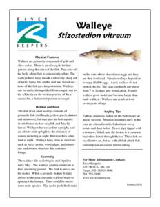 Walleye  Stizostedion vitreum Physical Features Walleye are primarily composed of gold and olive colors. There is an olive/gold broken