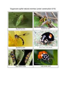 Sugarcane aphid natural enemies (under constructionSyrphid fly larva Syrphid fly adult
