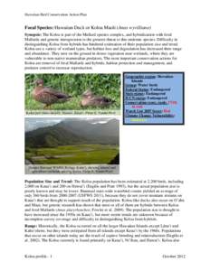 Hawaiian Bird Conservation Action Plan  Focal Species: Hawaiian Duck or Koloa Maoli (Anas wyvilliana) Synopsis: The Koloa is part of the Mallard species complex, and hybridization with feral Mallards and genetic introgre