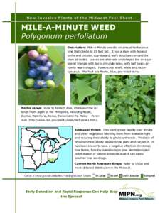 New Invasive Plants of the Midwest Fact Sheet  MILE-A-MINUTE WEED Polygonum perfoliatum Description: Mile-a-Minute weed is an annual herbaceous vine that climbs to 15 feet tall. It has a stem with hooked
