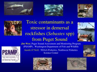 Toxic contaminants as a stressor in demersal rockfishes (Sebastes spp) from Puget Sound Jim West, Puget Sound Assessment and Monitoring Program (PSAMP) , Washington Department of Fish and Wildlife