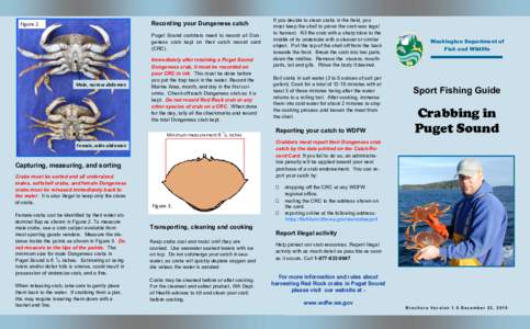 Recording your Dungeness catch  Figure 2. Puget Sound crabbers need to record all Dungeness crab kept on their catch record card (CRC).