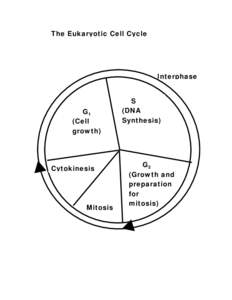 The Eukaryotic Cell Cycle  Interphase G1 (Cell