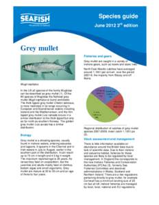 Seafish Species Guide - Grey mullet 2012