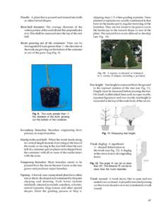 Poodle: A plant that is pruned and trained into balls or other formal shapes. Root-ball diameter: The average diameter of the widest portion of the root ball and that perpendicular to it. This shall be measured near the 