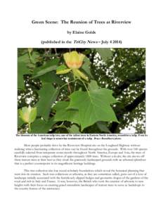 Green Scene: The Reunion of Trees at Riverview by Elaine Golds (published in the TriCity News – JulyThe blossom of the American tulip tree, one of the tallest trees in Eastern North America, resembles a tulip.