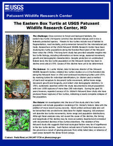 Patuxent Wildlife Research Center  The Eastern Box Turtle at USGS Patuxent Wildlife Research Center, MD The Challenge: Once common to forest and backyard habitats, the eastern box turtle (Terrapene carolina) has declined
