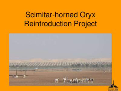 Scimitar-horned Oryx Reintroduction Project Facilities at Al Faya • 70 pens—all equal in size • Originally dedicated to farming