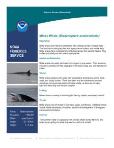 Science, Service, Stewardship  Minke Whale (Balaenoptera acutorostrata) Description  NOAA