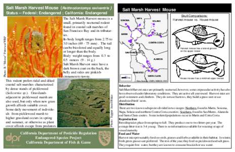 Salt Marsh Harvest Mouse (Reithrodontomys raviventris )  Salt Marsh Harvest Mouse Status -- Federal: Endangered ; California: Endangered