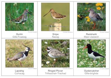 © Laurie Campbell  Dunlin Gille-Feadaig  Snipe