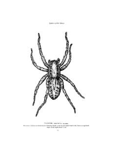 Spiders of the Yukon  FRONTISPIECE. Schizocosa minnesotensis (Gertsch), female, a rare lycosid spider found in the Yukon on sagebrush