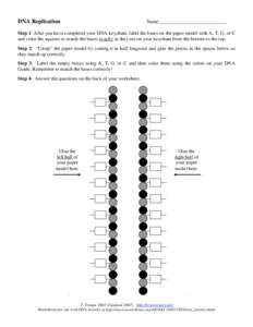 DNA Replication  Name ___________________________ Step 1: After you have completed your DNA keychain, label the bases on the paper model with A, T, G, or C and color the squares to match the bases exactly as they are on 