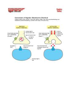 Conversion of Signals: Electrical to Chemical ©1998 by Alberts, Bray, Johnson, Lewis, Raff, Roberts, Walter . http://www.essentialcellbiology.com Published by Garland Publishing, a member of the Taylor & Francis Group. 