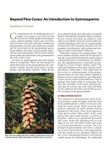 Beyond Pine Cones: An Introduction to Gymnosperms Stephanie Conway G  Keith Kanoti, Maine Forest Service, Bugwood.org
