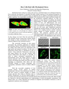 How Cells Deal with (Mechanical) Stress James Henderson, Chemical and Biomedical Engineering Martin B. Forstner, Physics Mechanical forces acting on a living cell can have a profound impact on its biological function. Fr