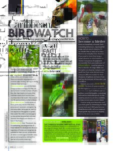 ZiNGkids ZiNGLIFE Caribbean  birdwatch