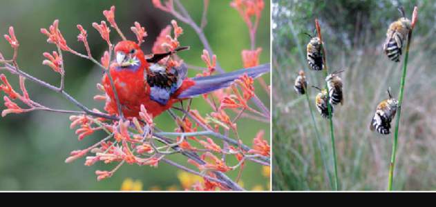 Photos: Crimson Rosella, Platycerus elegans, by Leo Berzins. Blue-banded Bees, Amegilla sp, by John Tann. The Atlas of Living Australia is a collaboration between O The Commonwealth Scientific and Industrial Research Or