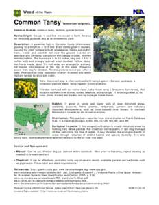 Anthemideae / Invasive plant species / Medicinal plants / Biological pest control / Flora of Japan / Tansy / Jacobaea vulgaris / Tanacetum / Senecio / Flora / Biota / Botany