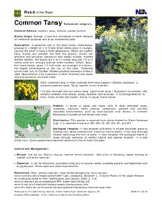 Microsoft Word - Common tansy.doc