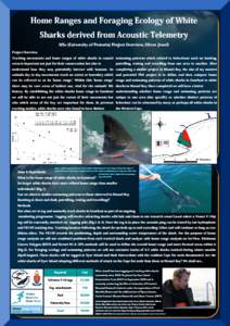Home Ranges and Foraging Ecology of White Sharks derived from Acoustic Telemetry MSc (University of Pretoria) Project Overview, Oliver Jewell Project Overview Tracking movements and home ranges of white sharks in coastal