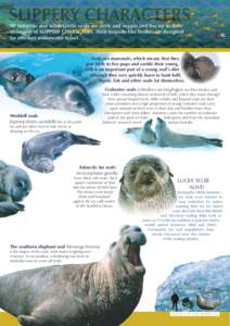 Megafauna / Fauna of Australia / Pinniped / Leopard seal / Crabeater seal / Weddell seal / Antarctic fur seal / Southern elephant seal / Elephant seal / Mammals of Australia / True seals / Zoology