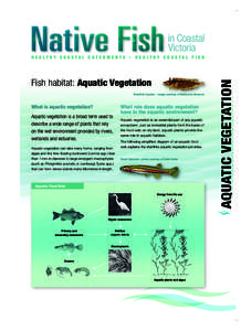 in Coastal Victoria Fish habitat: Aquatic Vegetation Weedfish Species – image courtesy of Melbourne Museum