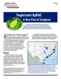 ENTOSugarcane Aphid:  A New Pest of Sorghum